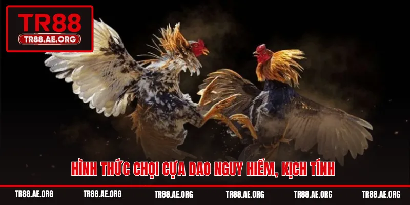 Hình thức chọi cựa dao nguy hiểm, kịch tính